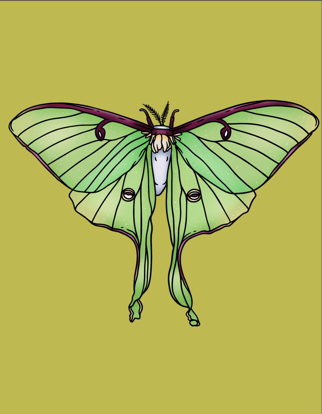 Luna Moth