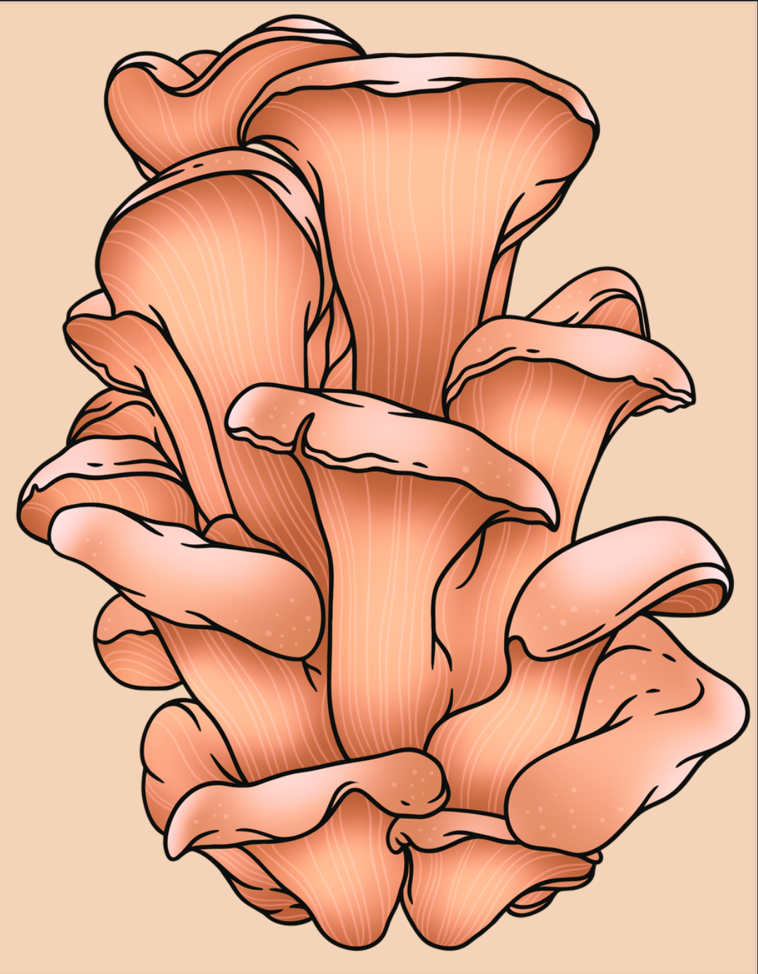 Pink Oyster Mushrooms