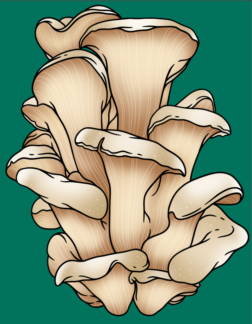 Oyster Mushrooms