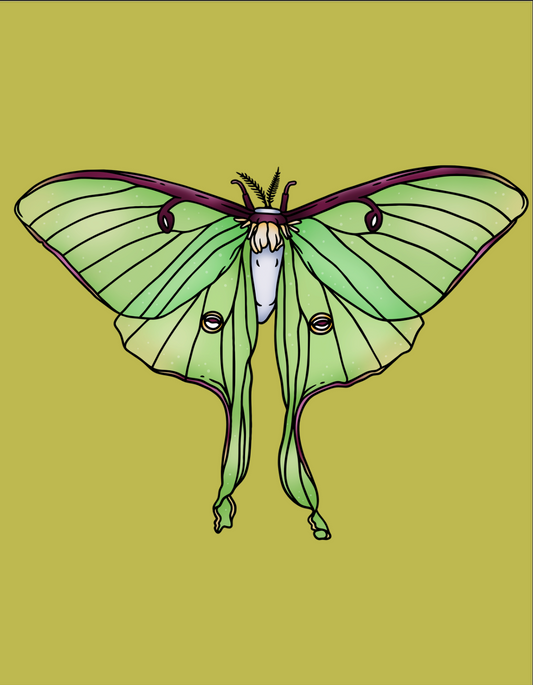 Luna Moth